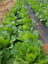 팜모닝 배추·일상 게시글 이미지