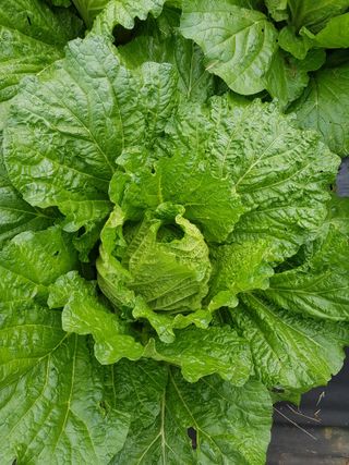 김건호님의 배추 · 일상 작성글 사진