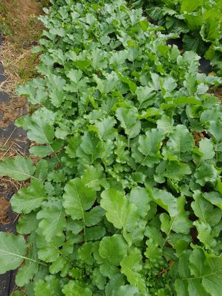 김건호님의 배추 · 일상 작성글 사진