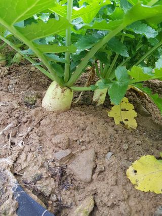 김건호님의 배추 · 일상 작성글 사진