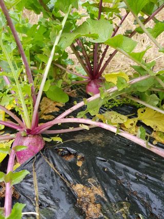 김건호님의 배추 · 일상 작성글 사진
