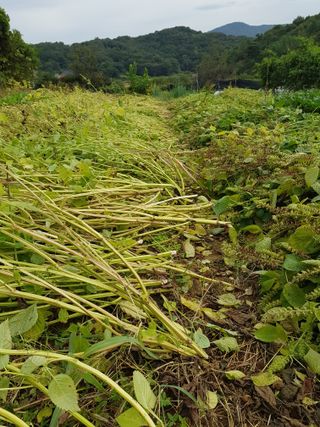 김건호님의 배추 · 일상 작성글 사진