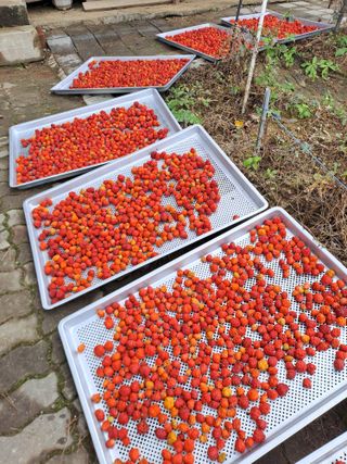 강정희님의 10월 농사 성적 자랑하기 · 참여글 작성글 사진