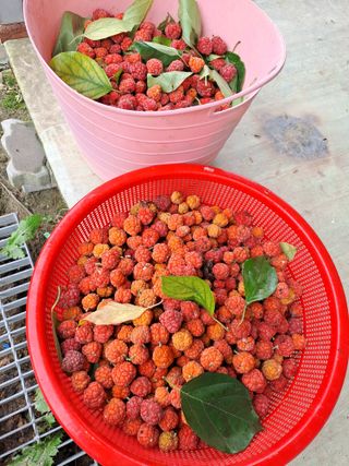 강정희님의 10월 농사 성적 자랑하기 · 참여글 작성글 사진