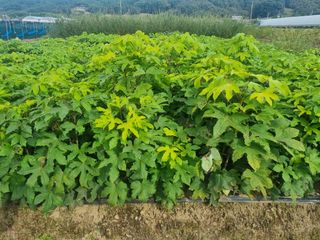 일심묘목농원님의 기타작물 · 자유게시판 작성글 사진