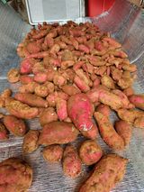 팜모닝 10월 농사 성적 자랑하기·참여글 게시글 이미지