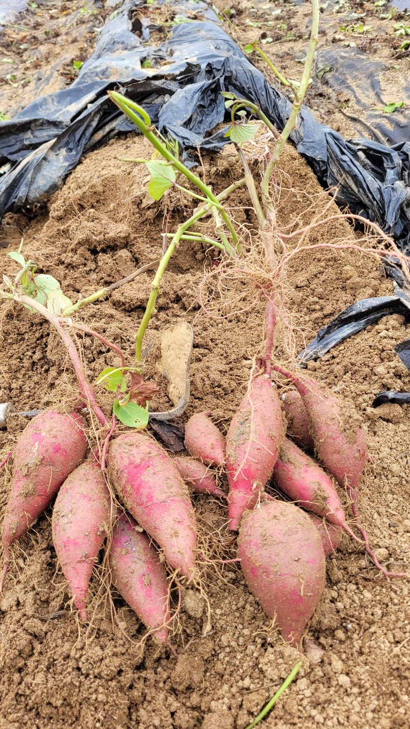 장터 상품 [황금 고구마 1박스(10kg)-무료배송] 썸네일