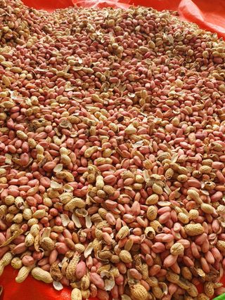 구봉갑산님의 10월 농사 성적 자랑하기 · 참여글 작성글 사진