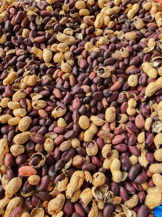 구봉갑산님의 10월 농사 성적 자랑하기 · 참여글 작성글 사진