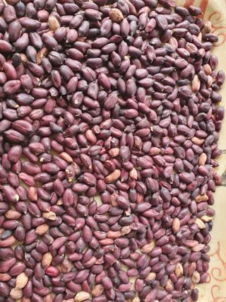 구봉갑산님의 10월 농사 성적 자랑하기 · 참여글 작성글 사진