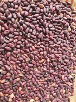 구봉갑산님의 10월 농사 성적 자랑하기 · 참여글 작성글 사진