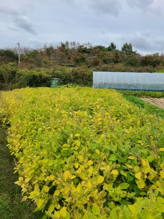 건무님의 들깨 · 자유게시판 작성글 사진