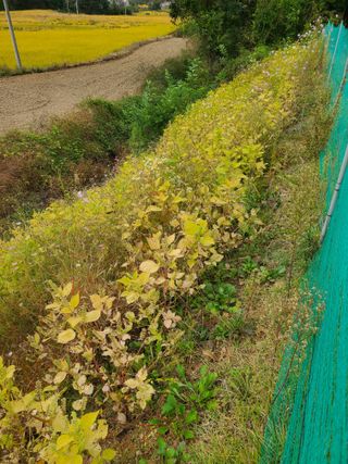 건무님의 들깨 · 자유게시판 작성글 사진