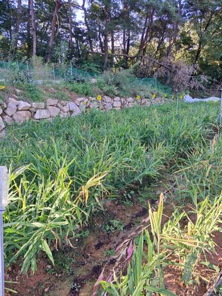 박준성 강님의 기타작물 · 영농일지 작성글 사진