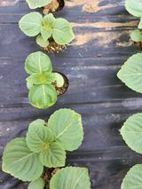 팜모닝 들깨·병해충상담 게시글 이미지