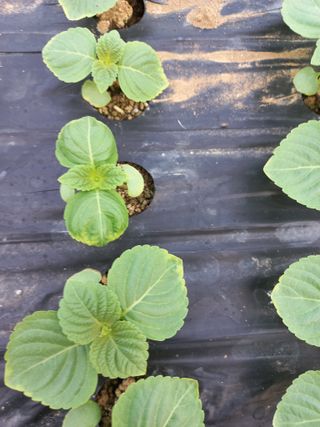 박영호님의 들깨 · 병해충상담 작성글 사진