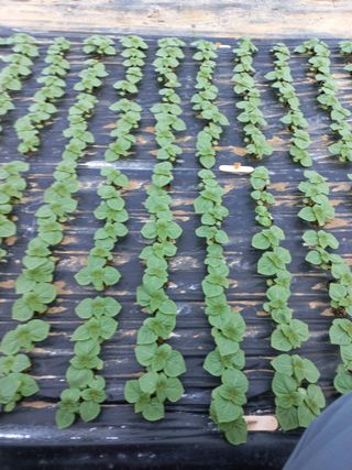 박영호님의 들깨 · 병해충상담 작성글 사진