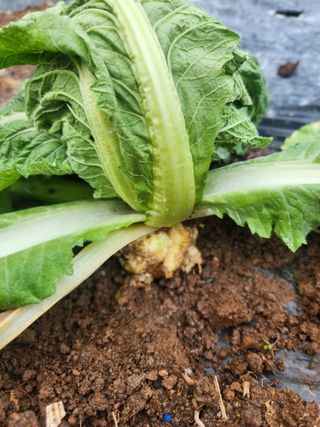 김영명님의 배추 · 병해충상담 작성글 사진