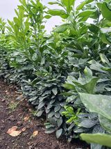 팜모닝 귤·묘목•접목 게시글 이미지