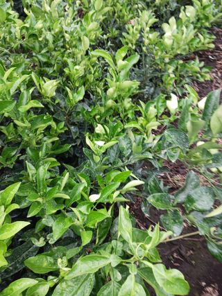 강봉수님의 귤 · 묘목•접목 작성글 사진