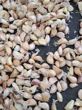 어깨동무님의 마늘 · 파종작업 작성글 사진