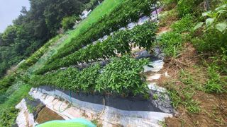 안종※님의 고추 · 영농일지 작성글 사진