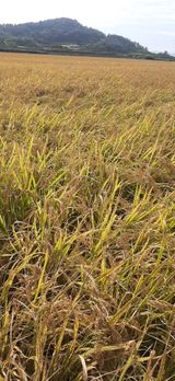 팜모닝 벼·자유게시판 게시글 이미지