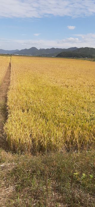 땅끝해남님의 벼 · 자유게시판 작성글 사진