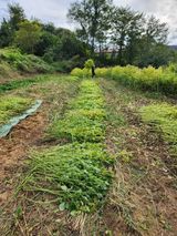 팜모닝 들깨·자유게시판 게시글 이미지