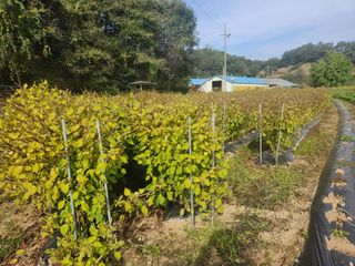 HYUN님의 들깨 · 영농일지 작성글 사진