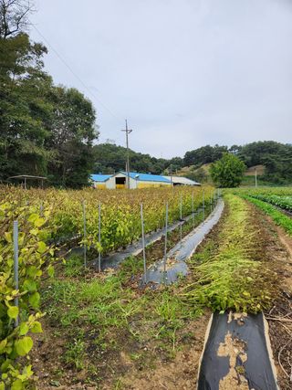 HYUN님의 들깨 · 영농일지 작성글 사진