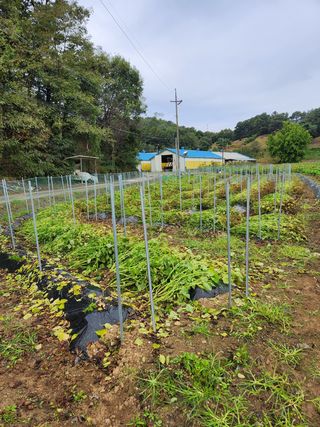 HYUN님의 들깨 · 영농일지 작성글 사진