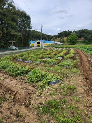 HYUN님의 들깨 · 영농일지 작성글 사진