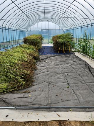 HYUN님의 들깨 · 영농일지 작성글 사진