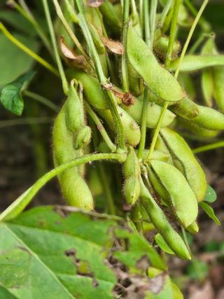 김윤숙님의 10월 농사 성적 자랑하기 · 참여글 작성글 사진