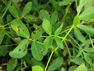 솔바람9님의 기타작물 · 병해충상담 작성글 사진