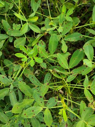 솔바람9님의 기타작물 · 병해충상담 작성글 사진