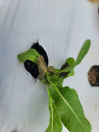 박지숙님의 기타작물 · 병해충상담 작성글 사진