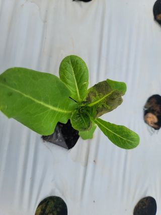 박지숙님의 기타작물 · 병해충상담 작성글 사진