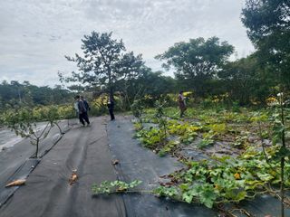 민들레 수연님의 벼 · 영농일지 작성글 사진