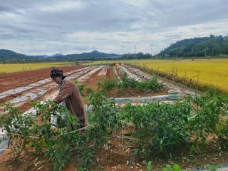 민들레 수연님의 벼 · 영농일지 작성글 사진