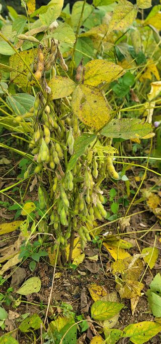 신승철님의 콩 · 영농일지 작성글 사진