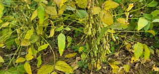 신승철님의 콩 · 영농일지 작성글 사진