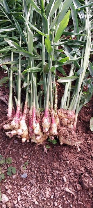 840574나님의 10월 농사 성적 자랑하기 · 참여글 작성글 사진