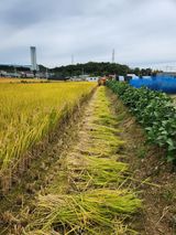 팜모닝 콩·영농일지 게시글 이미지