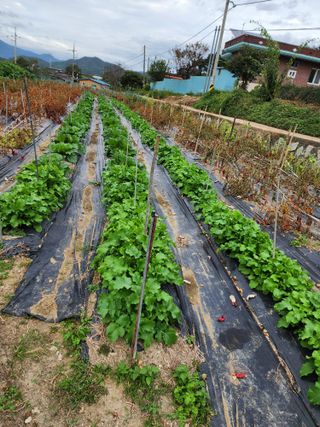 강신규님의 10월 농사 성적 자랑하기 · 참여글 작성글 사진