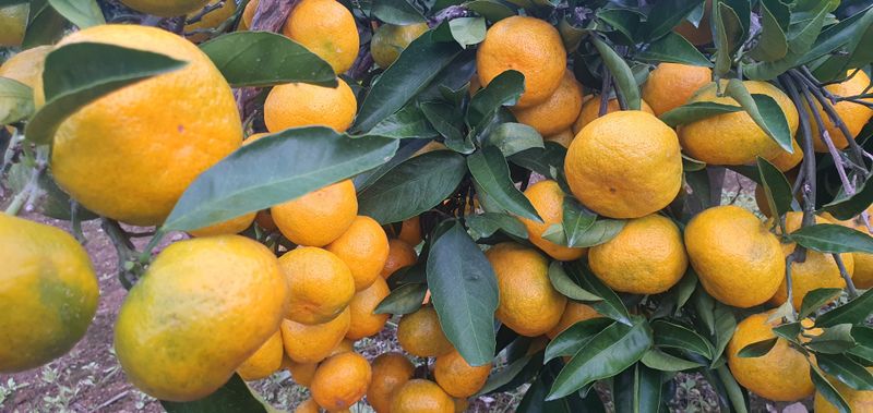 장터 상품 [극조생감귤 10kg] 썸네일