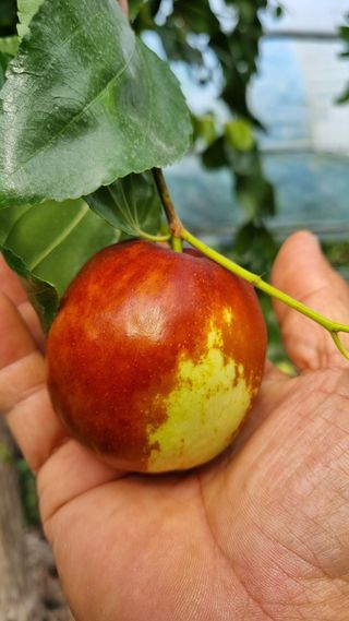 오학봉(멀티팜)님의 10월 농사 성적 자랑하기 · 참여글 작성글 사진