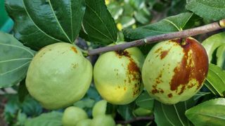 오학봉(멀티팜)님의 10월 농사 성적 자랑하기 · 참여글 작성글 사진