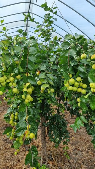 오학봉(멀티팜)님의 10월 농사 성적 자랑하기 · 참여글 작성글 사진